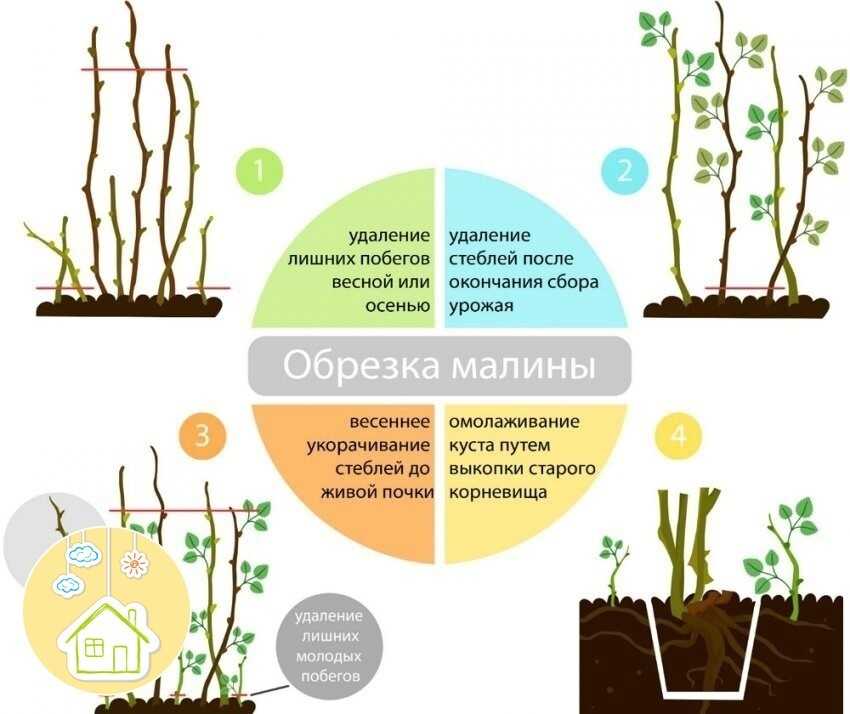 Двойная обрезка при выращивании кустов малины: как увеличить урожайность по методу александра соболева
