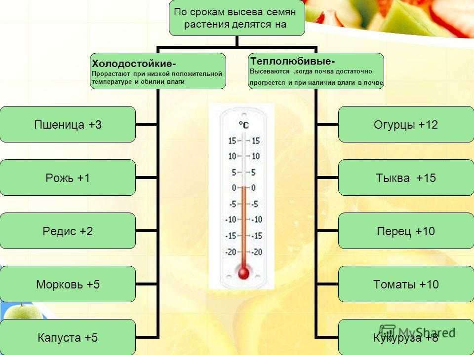Какие комнатные растения предпочитают прохладу?