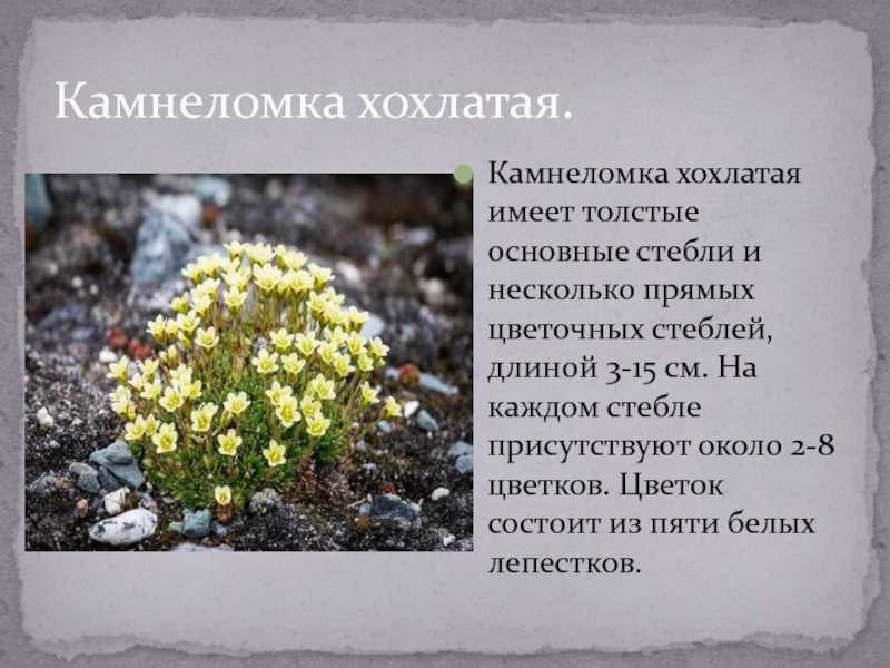Камнеломка: виды, как правильно размножить, посадка и уход