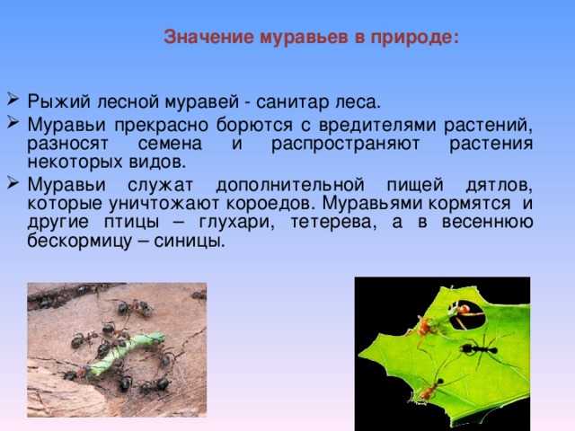 🐜 кто ест муравьёв: кто ими питается, какие птицы и животные, враги муравьёв в природе