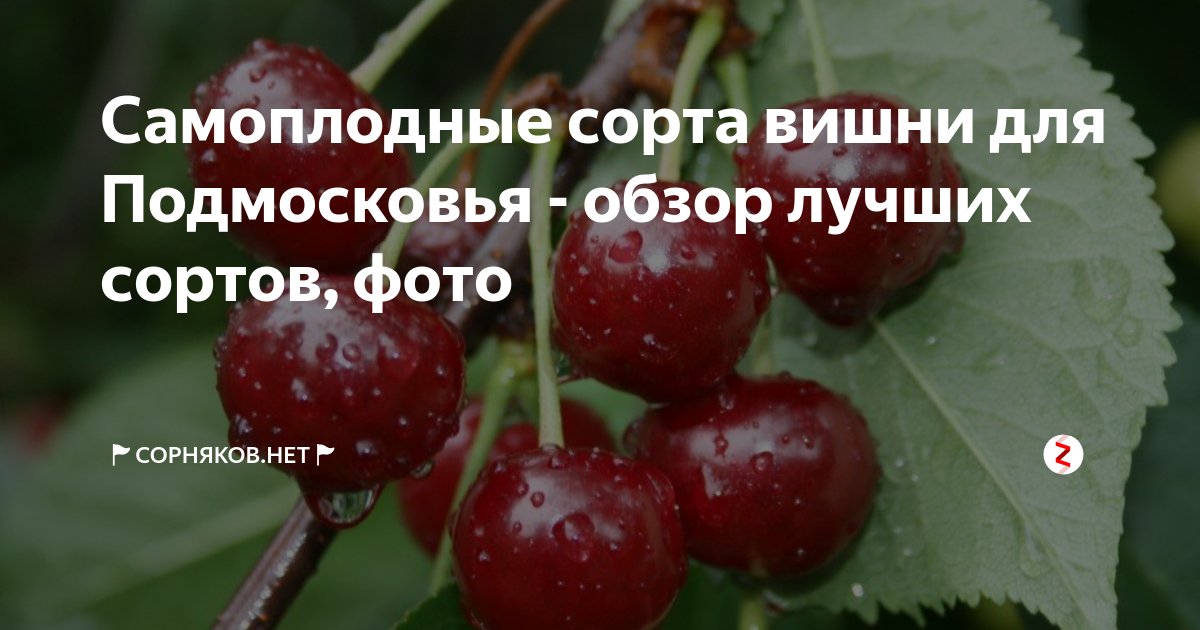 16 самоплодных сортов вишен