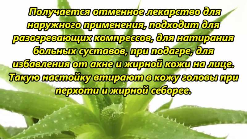 Настойка алоэ: на водке, на спирте, в домашних условиях, рецепты