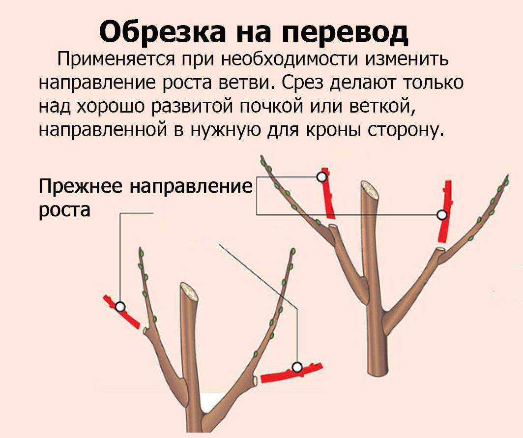 Миндаль – как вырастить дерево в открытом грунте