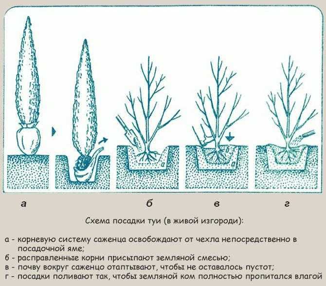 Туя западная. характеристики, семена и виды туи западной
