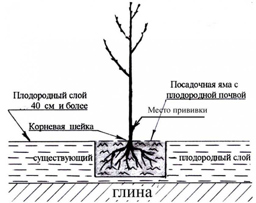 ✅ что такое самобесплодный сорт вишни. что такое самобесплодный сорт