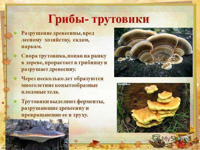 Съедобные древесные грибы: польза и вред, распространенные виды, места произрастания, сроки сбора, рецепты приготовления, применение в народной медицине