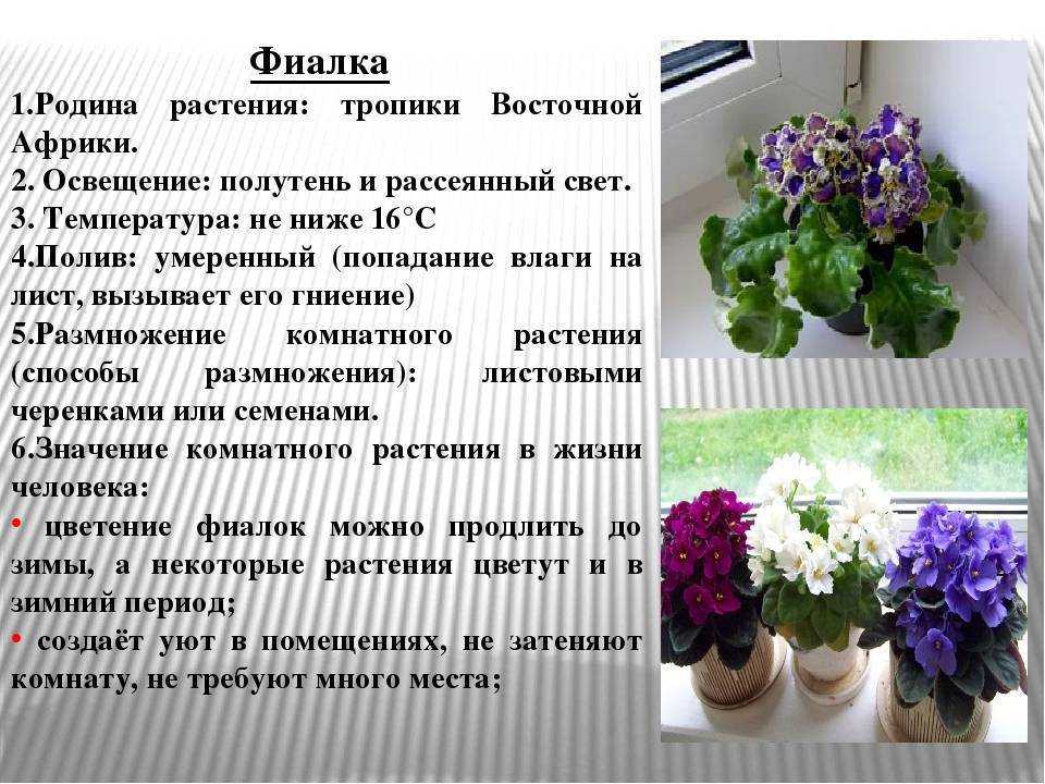Пеларгония: уход в домашних условиях, выращивание из семян, виды, фото