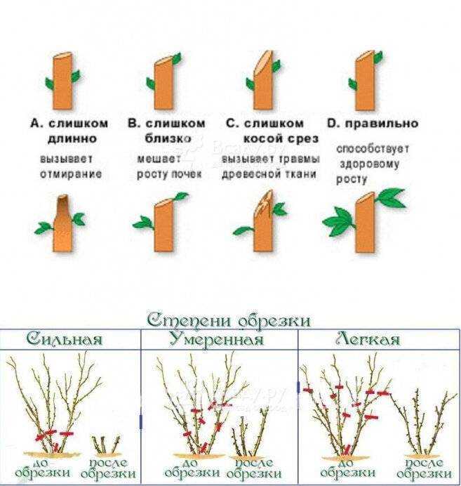 Обрезка шиповника осенью схема - клуб органического земледелия