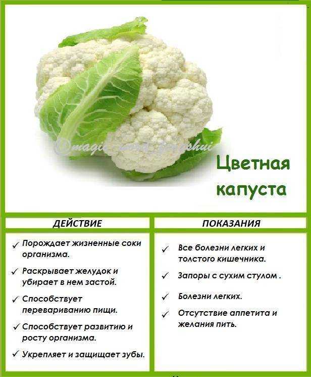 Посадка, выращивание и уход за цветной капустой в открытом грунте и теплице