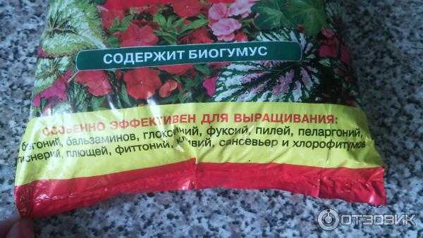 Декоративно-лиственная бегония: уход в домашних условиях с фото selo.guru — интернет портал о сельском хозяйстве