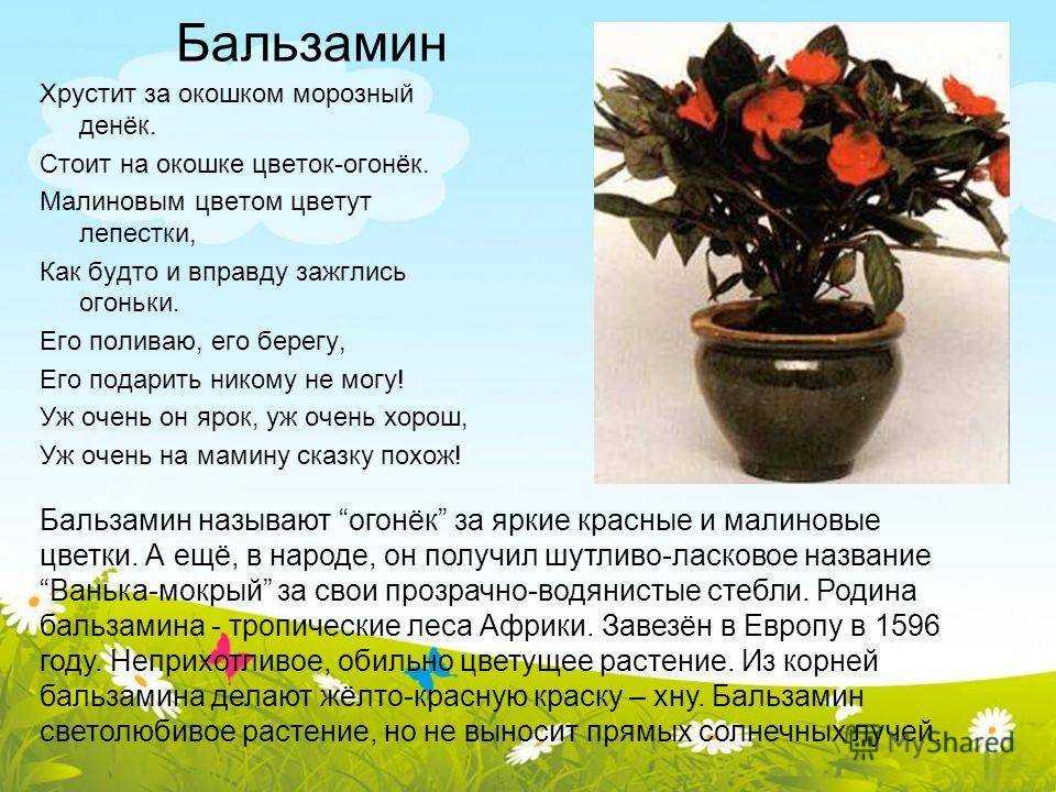 Почему не цветет бальзамин комнатный, по каким причинам: что делать, если в домашних условиях растут только листья, в чём секрет?дача эксперт