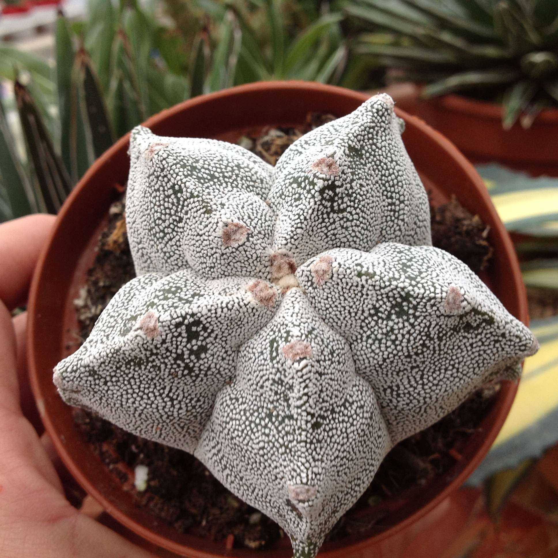Астрофитум astrophytum