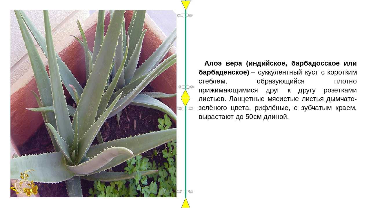 Алоэ снова в моде, или самые декоративные виды всем знакомого суккулента