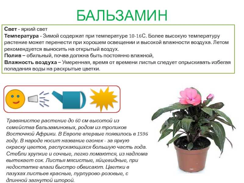 Бегония глуар де лорен / комнатные цветы / цветы