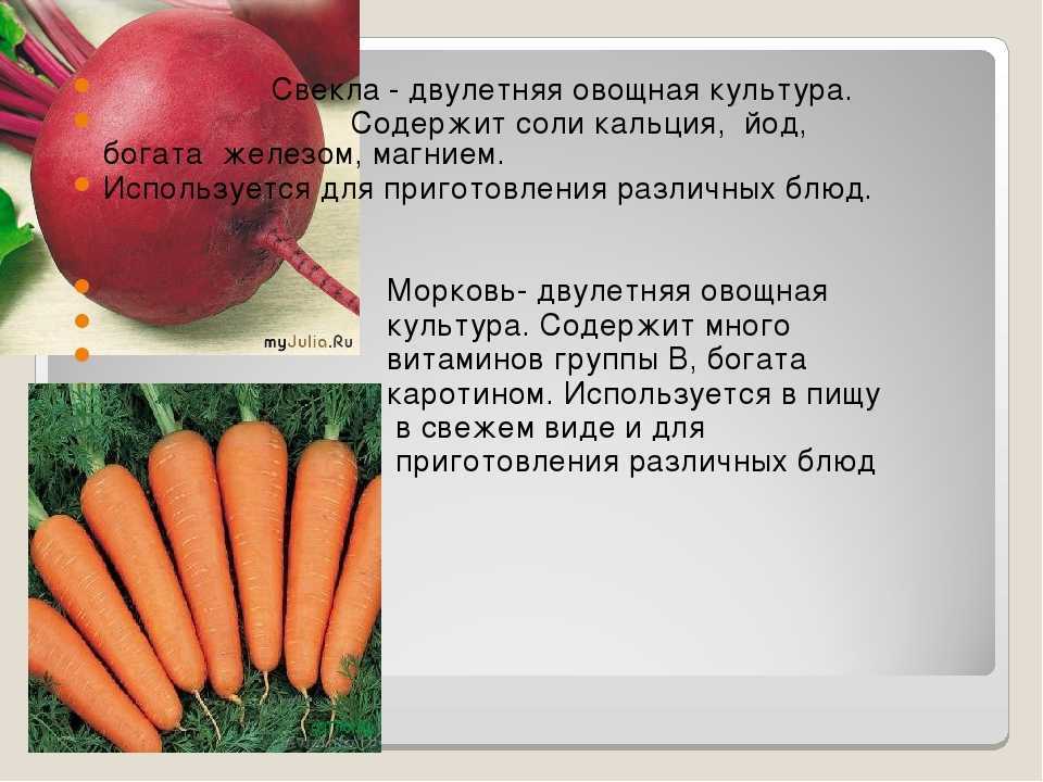 Свёкла — полезные свойства, сортотипы, лучшие сорта