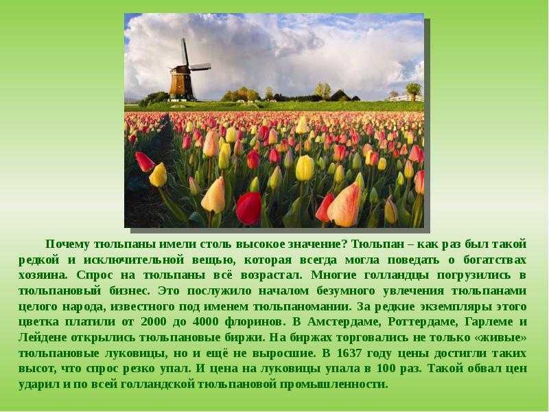 Поля тюльпанов в нидерландах описание кратко