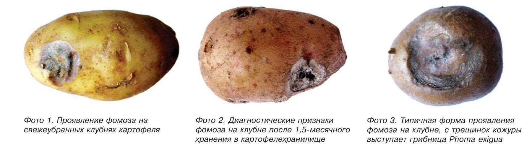 Фузариоз: лечение и профилактика, меры борьбы. фузариозная корневая гниль описание симтомов и методов борьбы