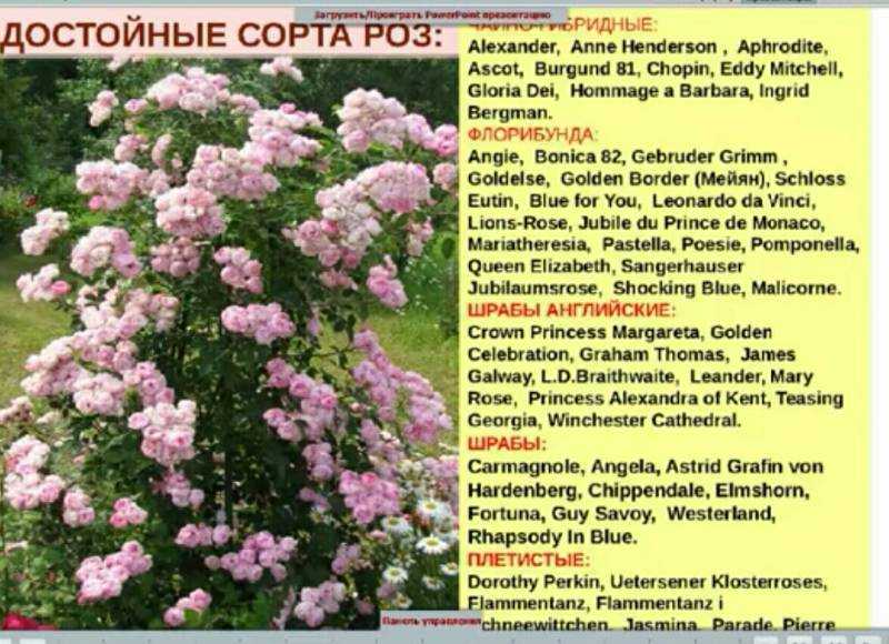 Статья ознакомит вас с такими садовыми красавицами, как розы шраб, и всей важной информацией о них, узнаете, что это такое, а также что значит этот вид, как правильно ухаживать после посадки, размножать Найдете фото и описание сортов