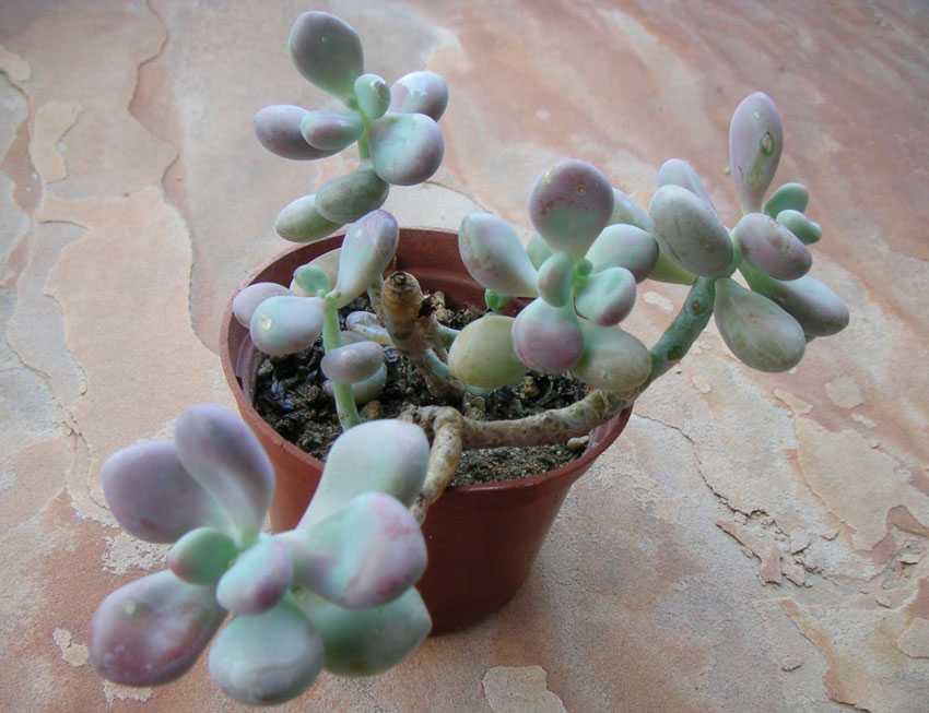 Суккулент пахифитум (pachyphytum): описание рода, уход, виды