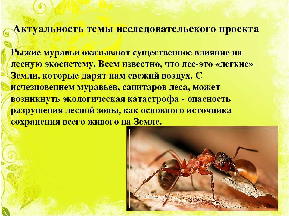 Кто питается муравьями: 15 врагов насекомых