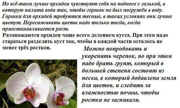 Сорта мини орхидеи: посадка, уход и размножение в домашних условиях