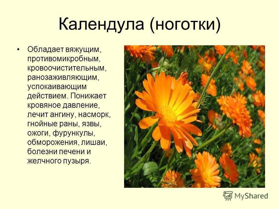 Ноготки, или календула - красивый, неприхотливый летник для вашего цветника