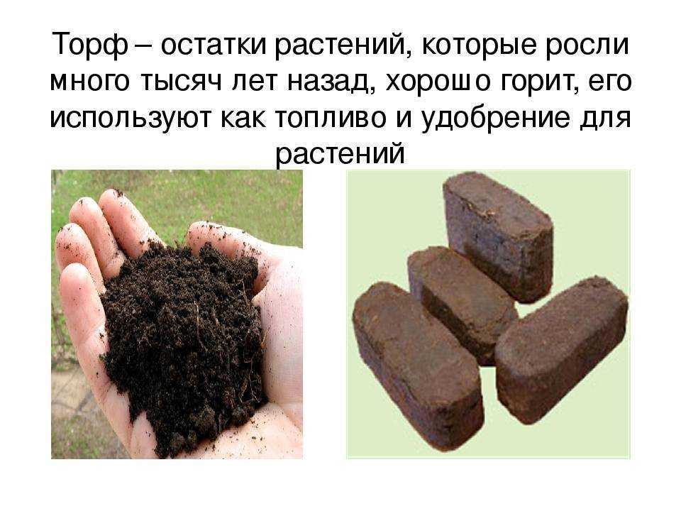 Торф верховой и низинный разница. в чем отличия? что это?