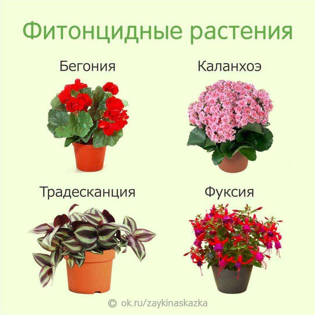 Какие целебные растения можно выращивать дома? названия, описания, фото — ботаничка