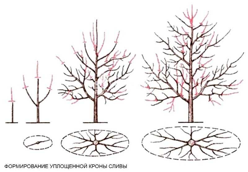 Осенняя обрезка плодовых деревьев для начинающих садоводов: сроки и пошаговое описание в картинках | (фото & видео)