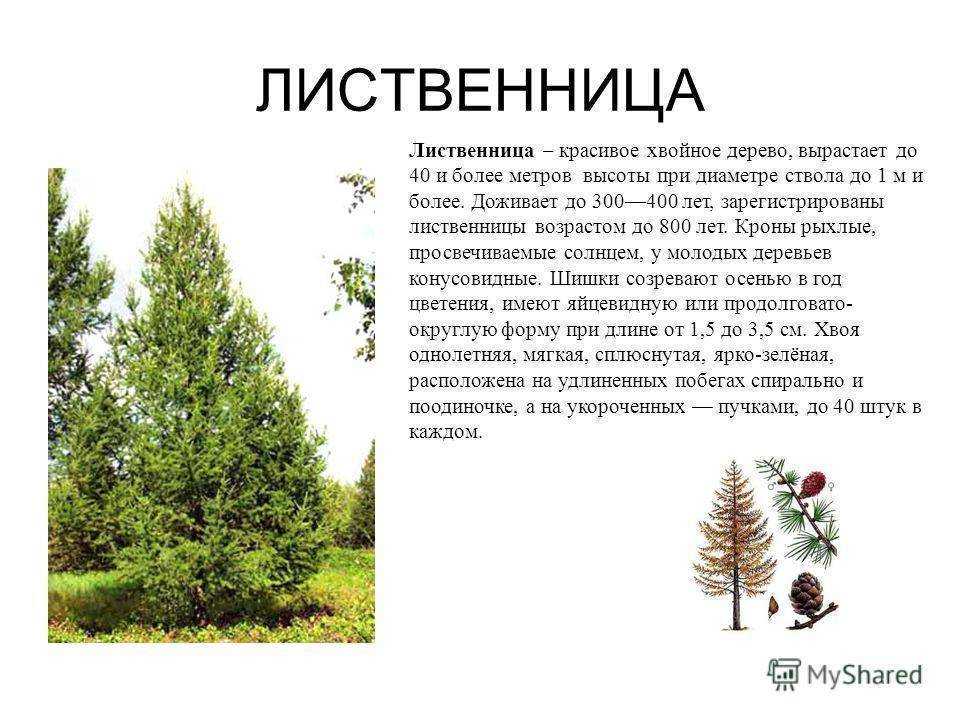 Ель сибирская: характеристика и сорта. посадка и уход