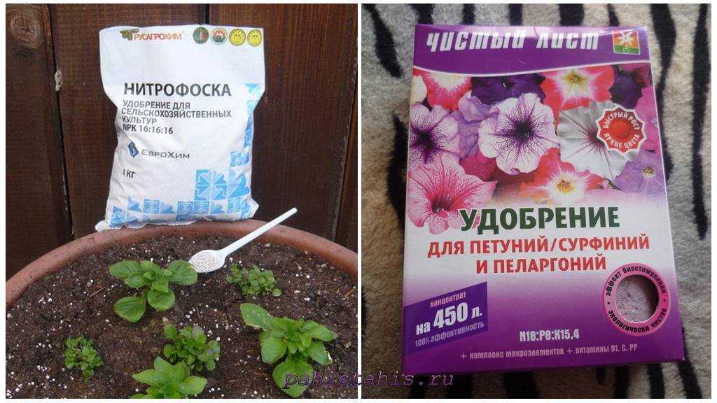 Выращивание пеларгонии (герани) из семян: когда и как сеять на рассаду, дальнейший уход и высадка в грунт