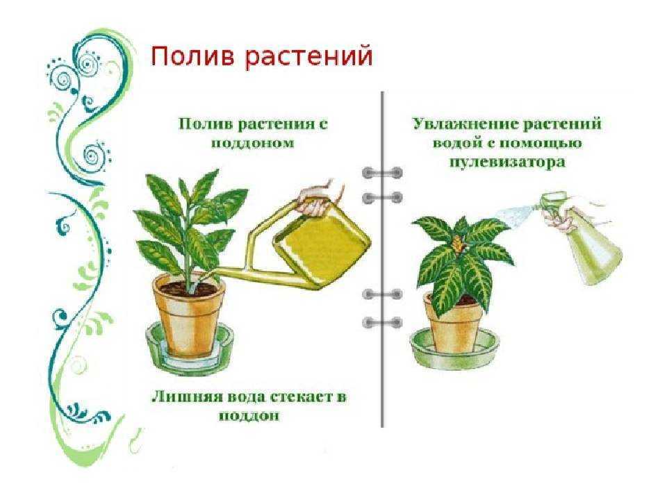 Какую температуру выдерживают комнатные цветы на балконе?