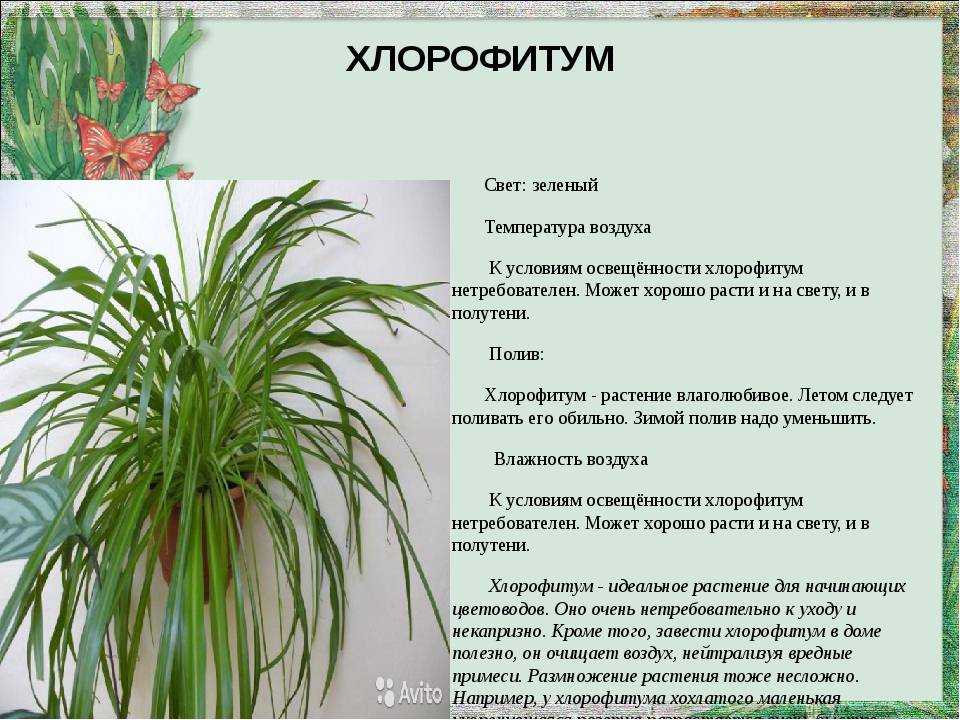 Дримиопсис: описание, уход, пересадка