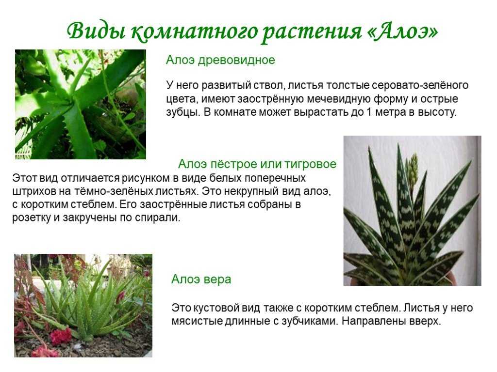 Как вырастить пестрое (тигровое) алоэ в домашних условиях?