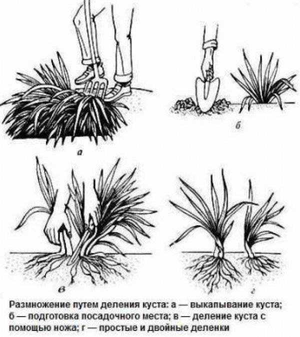 Кливия: размножение в домашних условиях семенами или вегетативным способом, руководство и практические советы, как лучше посадить это растение?дача эксперт