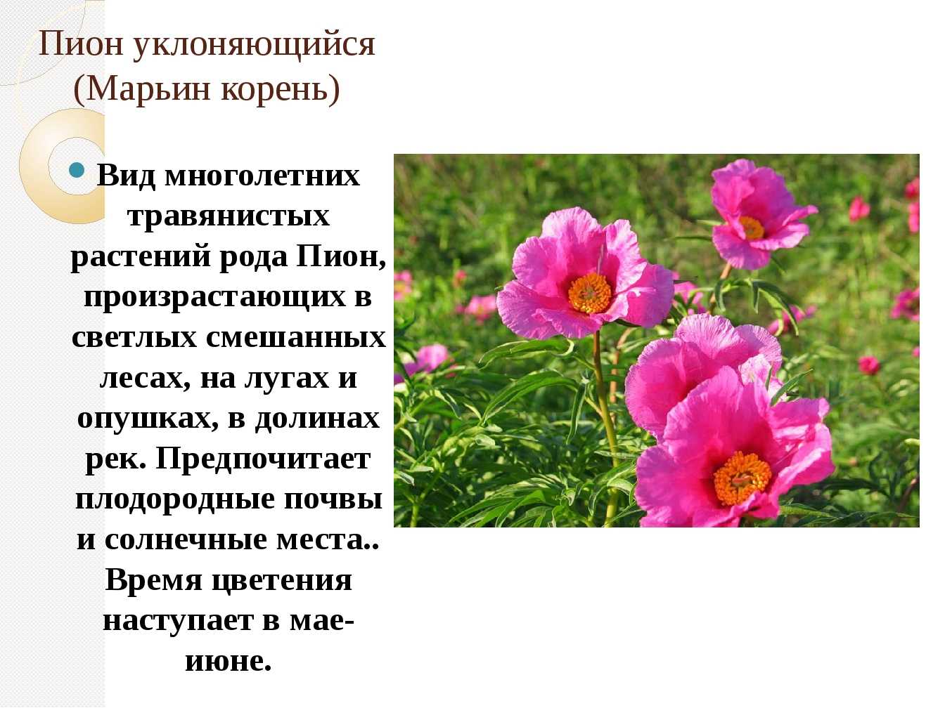 Пион уклоняющийся на supersadovnik.ru