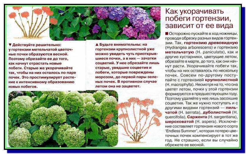 Уход за комнатной гортензией в домашних условиях