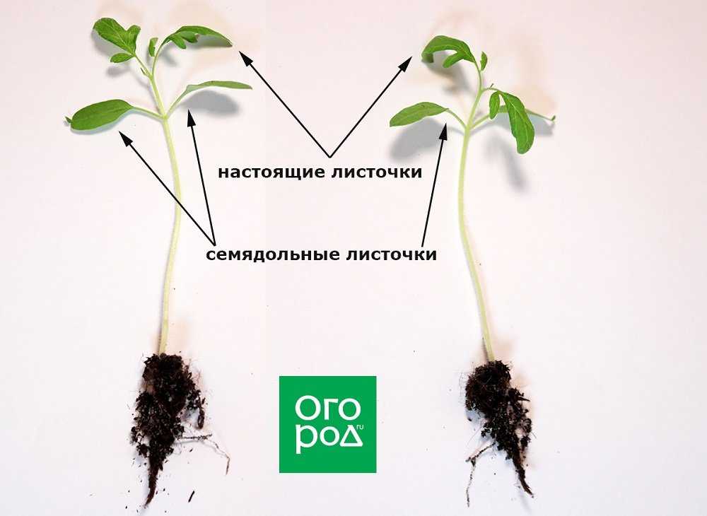 Как проверить семена на всхожесть: основные методики