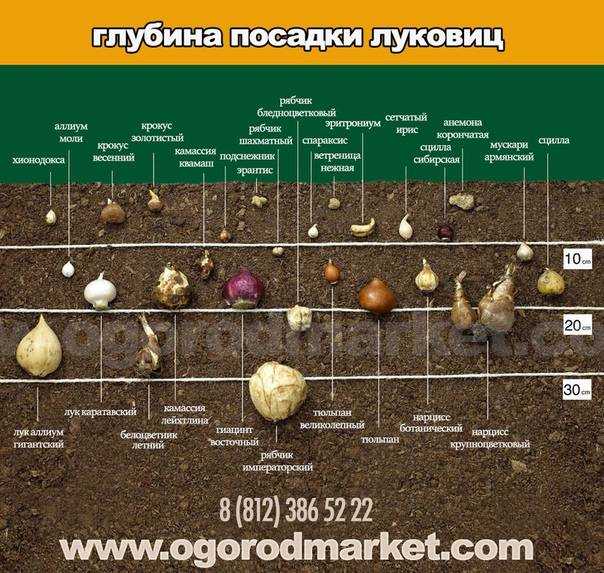 Подготовка чеснока к посадке под зиму за два шага