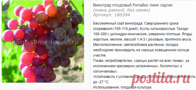 Виноград рилайнс пинк сидлис (reliance seedless): что нужно знать о нем, описание сорта, отзывы