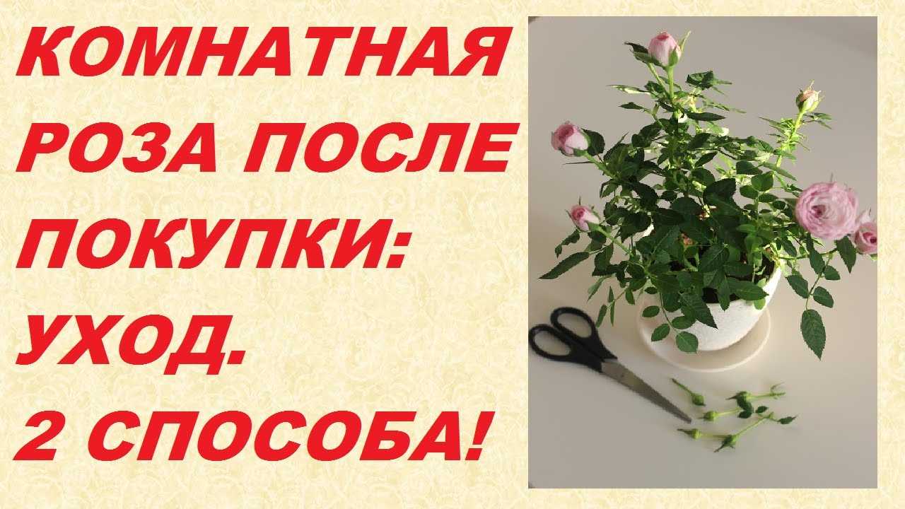 Роза кордана микс: уход в домашних условиях после магазина, адаптация растения
