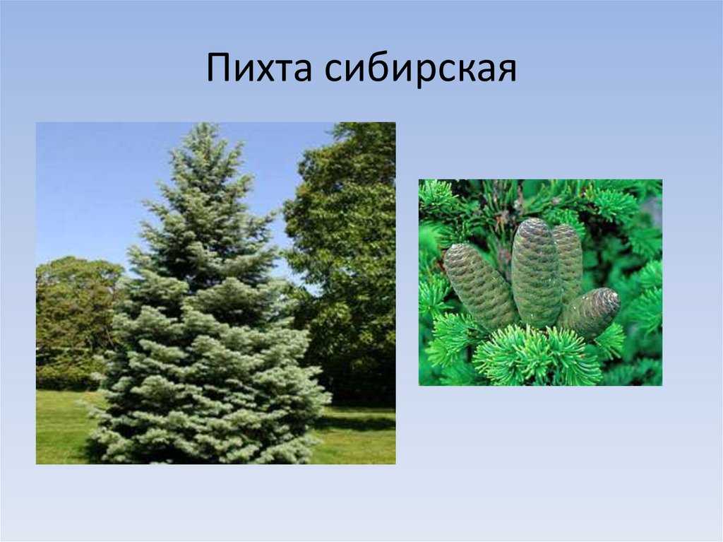 Пихта нордмана: описание, посадка и уход, ландшафтный дизайн
