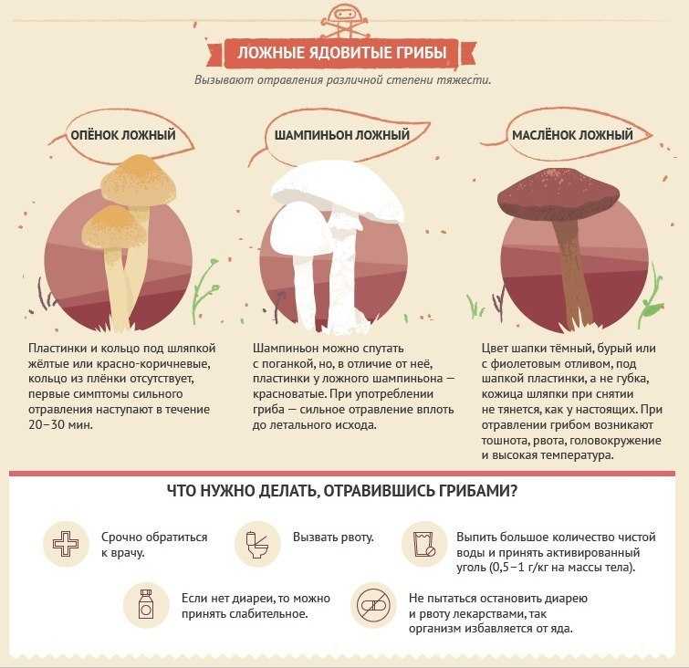 Как проверить грибы на ядовитость? | лесная кладовая
