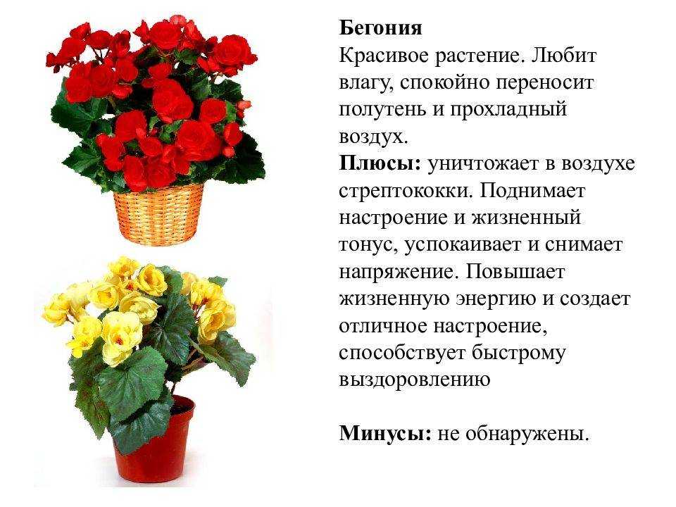 Иван да марья цветок комнатный