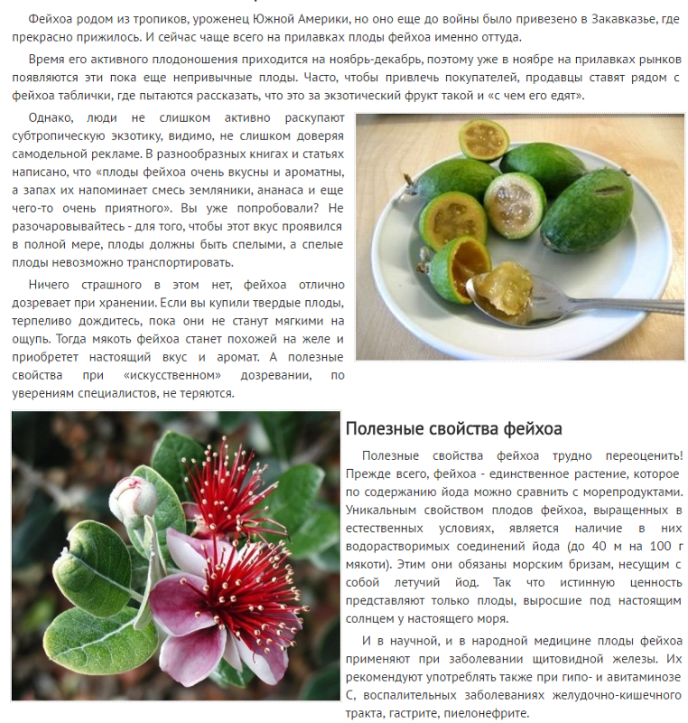 Акка - фейхоа, выращивание в домашних условиях
