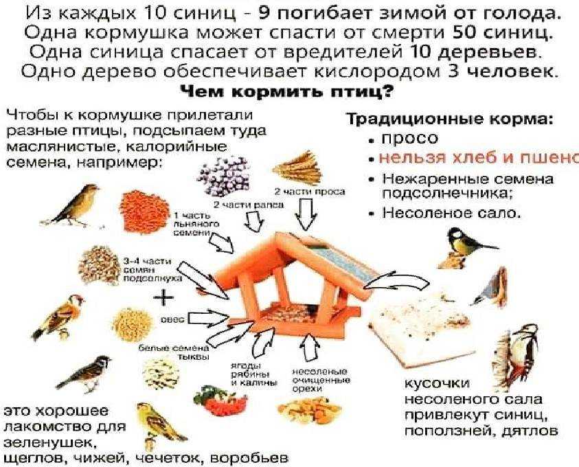 Синица птица. образ жизни и среда обитания синицы | живность.ру