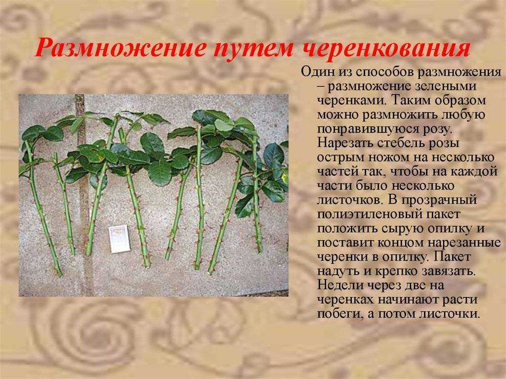 Пеларгония в домашних условиях уход пересадка размножение фото цветов болезни пеларгонии