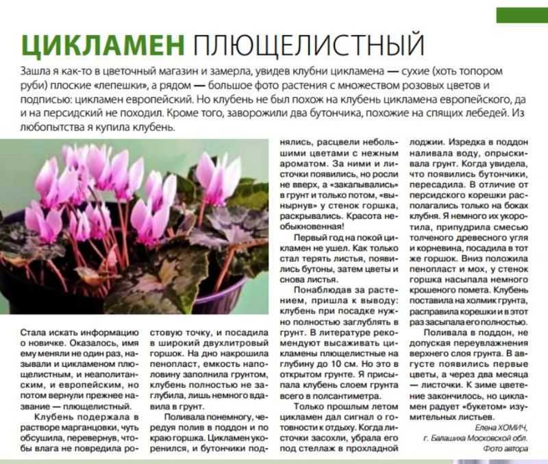 Как ухаживать правильно за цикламеном в домашних условиях