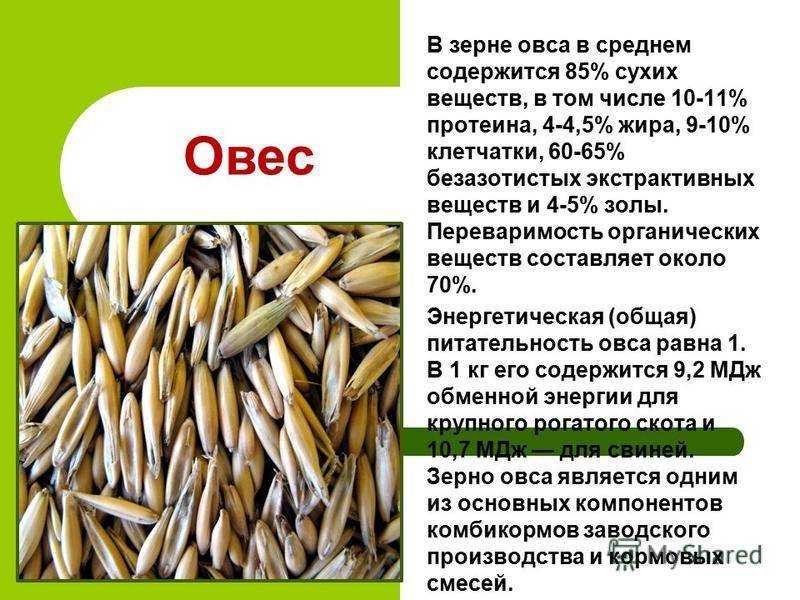 Овес как сидерат