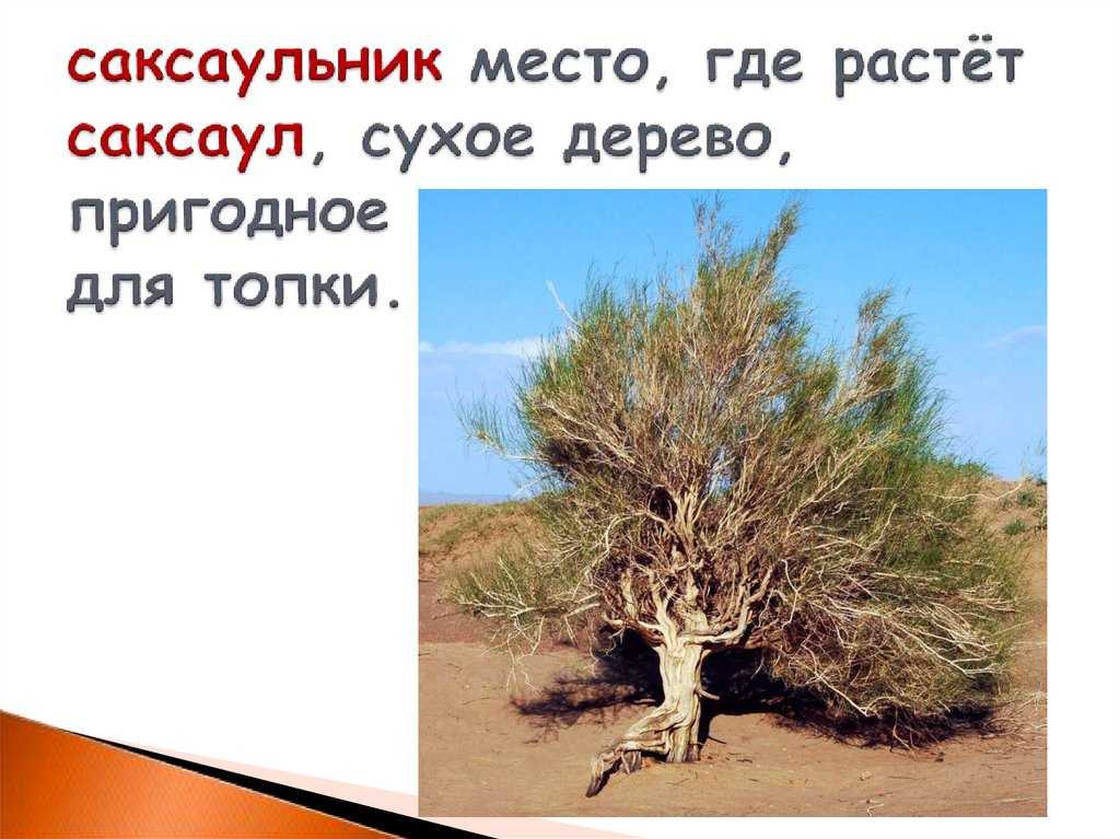 В какой зоне растет саксаул. Дерево саксаул. Саксаул корни. Саксаул где растет. Саксаул животное.